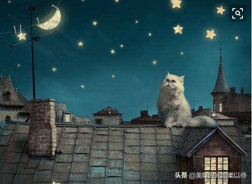 半夜猫叫:猫为什么半夜会叫的跟小孩子的叫声差不多？