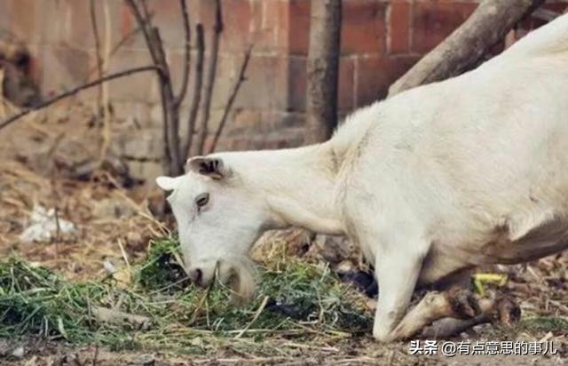 羊妊娠毒血症:怀孕母羊还有一个月到产期，整天卧床不起，是什么原因？
