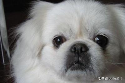 适合家养的小型犬:什么狗最干净最好养？楼房最适合养的狗排行榜？