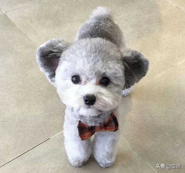 训狗有方 衔取:马犬训练衔取东西好训吗？有几种训练方法？