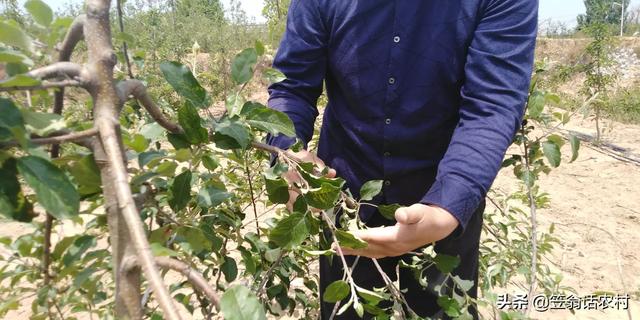 苹果树7月份能剪吗？