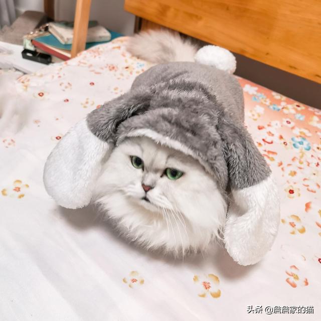 瓜皮猫视频:瓜皮猫图片 拍摄猫咪视频的背景音乐怎么做好？