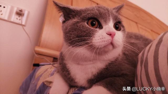 宠物情人调教法漫画贴吧:请问你养宠物，是你去适应宠物还是宠物去适应您？