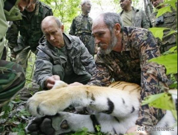 东北虎的资料卡片:东北虎可以打败史前的巨鬣狗吗？