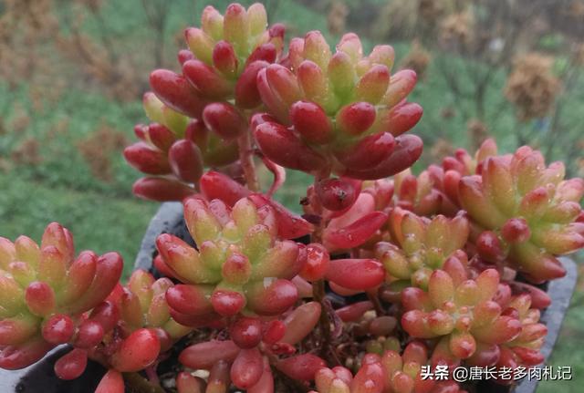 怎样让一颗虹之玉爆盆？