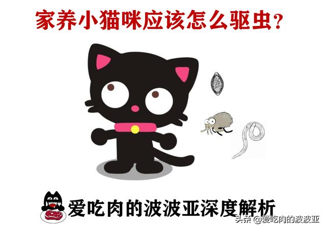 猫咪需要定期驱虫吗，猫咪该怎么进行驱虫，多久驱虫一次？