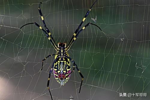 毒虫叮咬:农村夜里睡觉被毒虫咬伤怎么办？