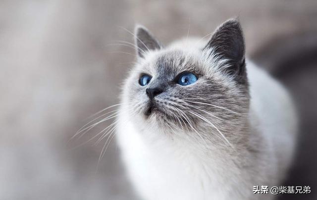皇家奶糕罐头是主食罐吗:请问猫不怎么吃猫粮，以罐头为主食会有害吗？