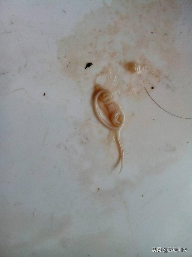 悟空问答 怎么知道狗狗有没有虫 179个回答