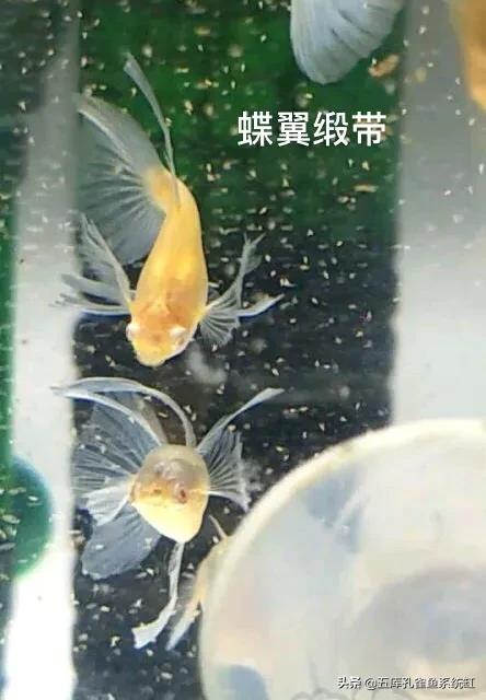 环纹:孔雀鱼普通体、缎带体、缎带大C、蝶翼、燕尾有什么不同？