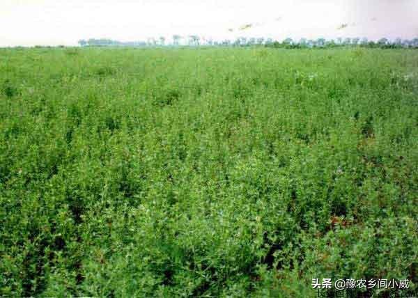 简单介绍下高原地区如何选择种植养羊牧草？