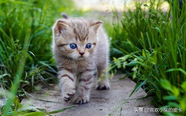 招财猫举左手:招财猫举左手和举右手的区别？