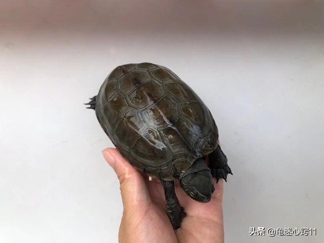 巴西龟可以干养吗?不吃东西怎么办?:刚出壳的巴西龟不吃东西怎么办？