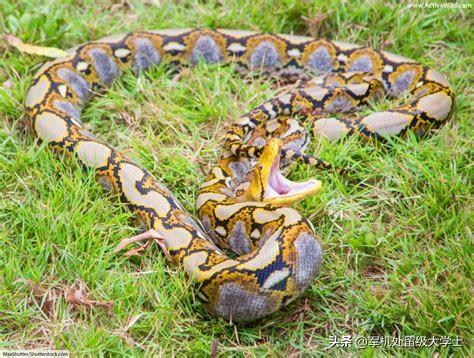 苏里南红尾蚺 美国:苏里南红尾蚺 6米长的眼镜王蛇能杀死6米长的蟒蛇吗？