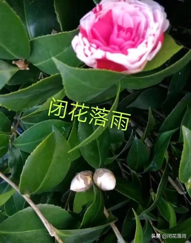 茶花常见病与治疗方法,茶花的烟煤病和炭疽病怎么治？