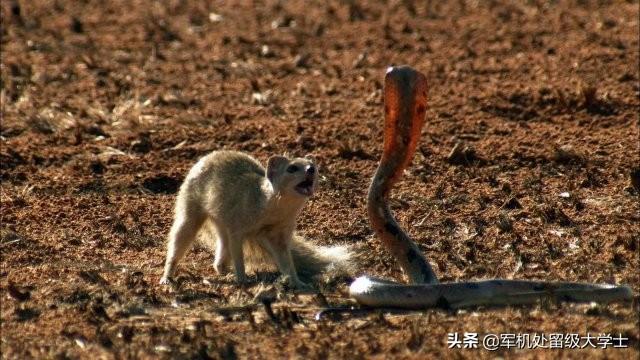 眼镜王蛇vs银环蛇图片:眼镜王蛇能不能打过黄鼠狼？在农村遇到眼镜王蛇怎么办？