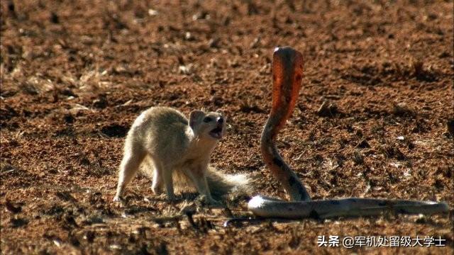 红背蜘蛛能挑战眼镜蛇吗，眼镜王蛇能不能打过黄鼠狼在农村遇到眼镜王蛇怎么办