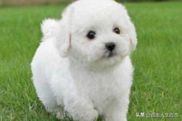 小比熊犬图片:比熊犬的智商和性格简介，比熊智商排名第几名？