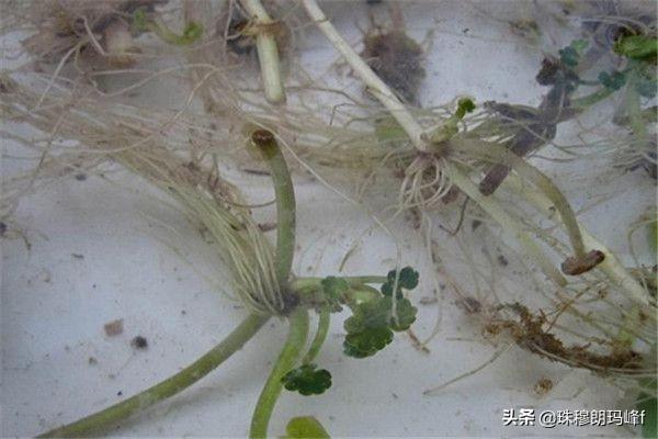 土铜钱草的养殖方法和注意事项:请问，种铜钱草需要多深的盆？