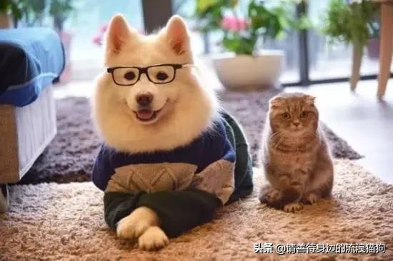爱上宠物网:喜欢养宠物的人是什么心里？喜欢宠物的都是有爱心的吗？ 小可爱宠物网