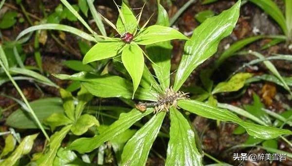 重楼怎么种植(重楼怎么种植才好)