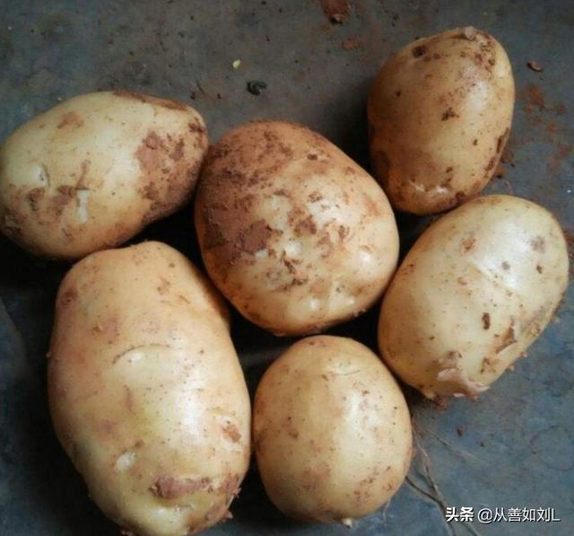 德国bunny草本兔粮官网:农村种植的土豆退化现象越来越严重，有什么好办法可防止退化？