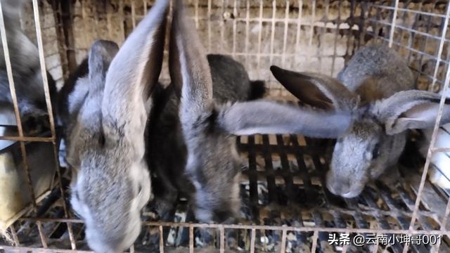 农村养兔为什么都赔了呢？