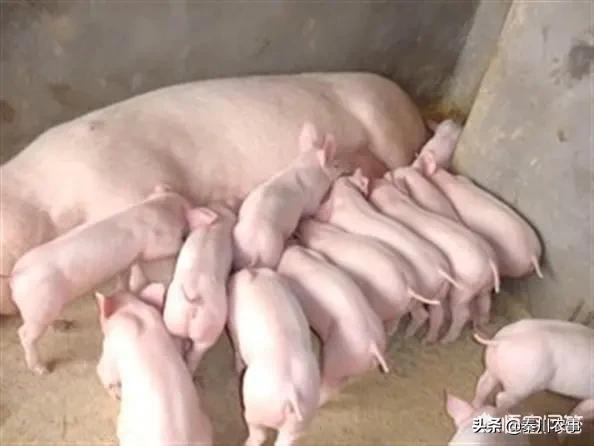 云南一母猪产下8名男婴:养100头母猪大概多少钱