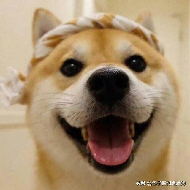 衡阳广西土猎犬网:购买柴犬如何防骗？怎么样识别黑心犬舍？