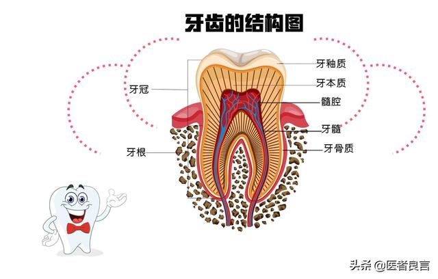 牙齿神经分布图片