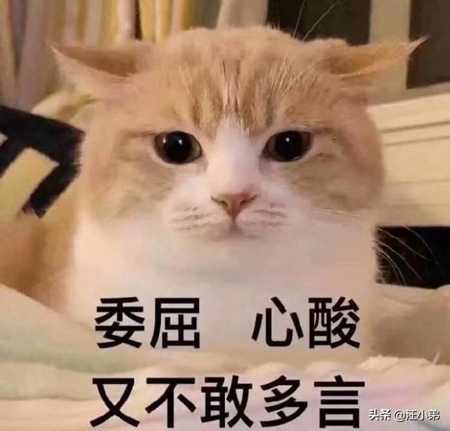 调皮的咖啡猫:2个多月大的英短蓝猫越来越淘气是怎么回事？