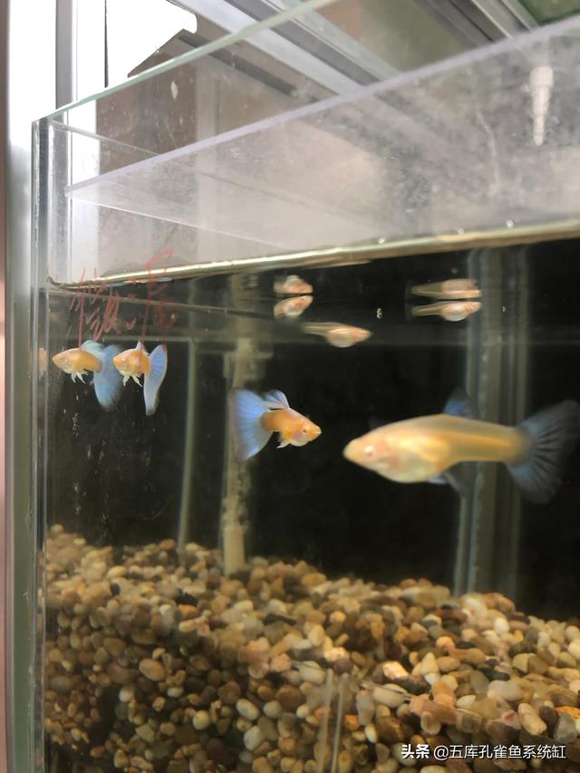 水质稳定剂用法:怎么让水草缸底长满水草？