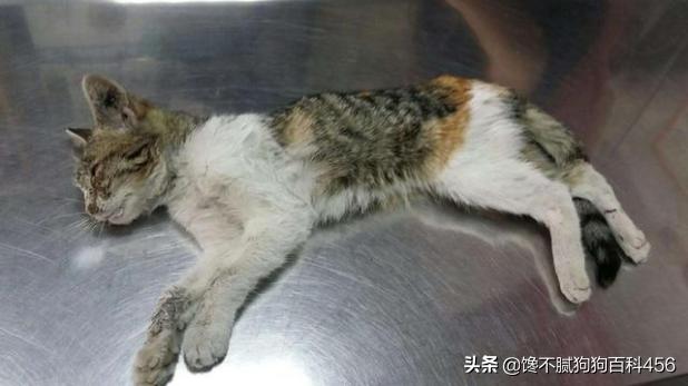 猫 心丝虫 检测:猫心丝虫检测 猫咪身上有虫，会有什么表现？