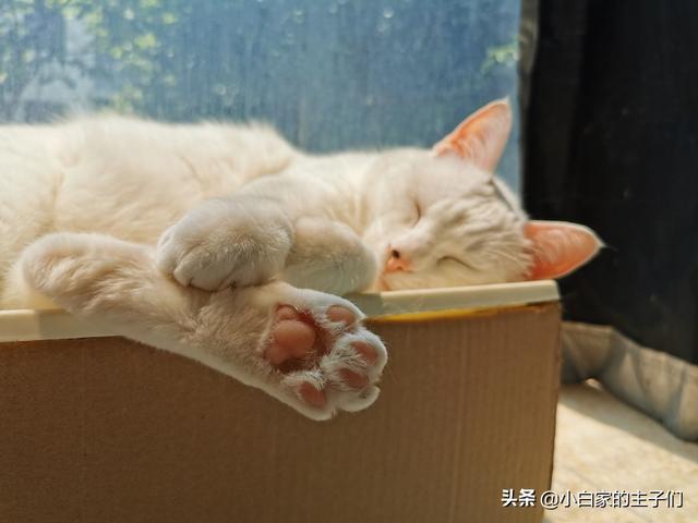 母猫绝育后大小便去猫砂盆吗:猫绝育完也会乱尿，怎么办？