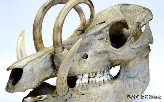 罗得西亚背脊犬打野猪视频:罗德西亚背脊犬怕寒冷十度吗？