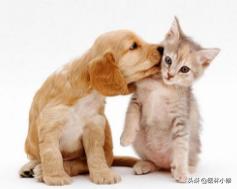 被猫,被猫咬了一定要打狂犬疫苗吗？