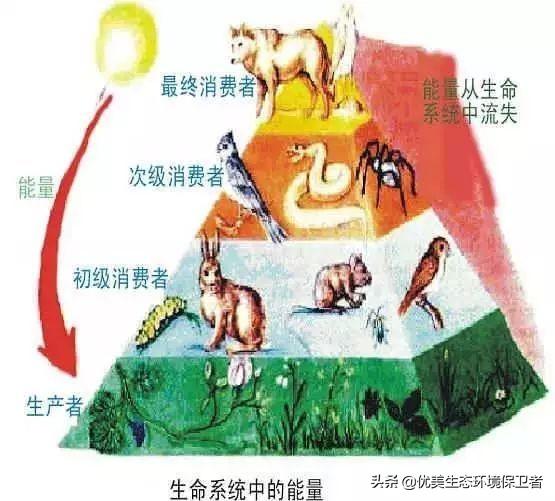 猞猁与人交尾:猞猁与人 为什么食肉动物繁殖率都很低，食草动物繁殖率这么高？