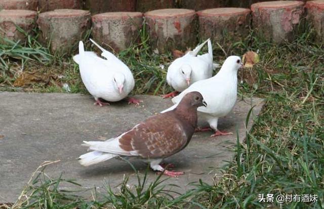 如何正确饲养鸽子，鸽子需要怎么饲养才能学会家飞