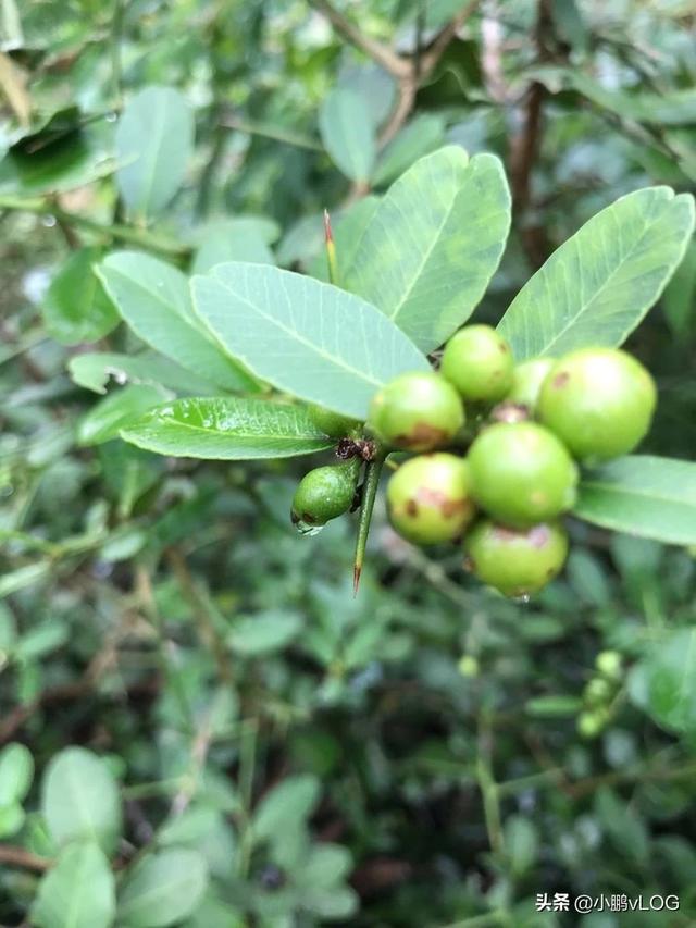 头条问答 - 酒饼簕盆景怎么养好?(4个回答)