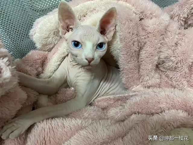 养纯种猫和非纯种猫的优缺点:猫的血统为什么那么重要，为什么血统纯正的猫那么贵还有人买？
