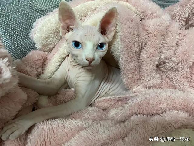 养纯种猫和非纯种猫的优缺点:为什么土猫土狗比纯种猫狗不容易生病？