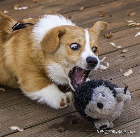 柯基犬幼犬:柯基狗为什么在进化中没死掉？