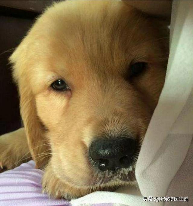 小巴哥犬感冒:巴哥犬生病时，有什么信号？