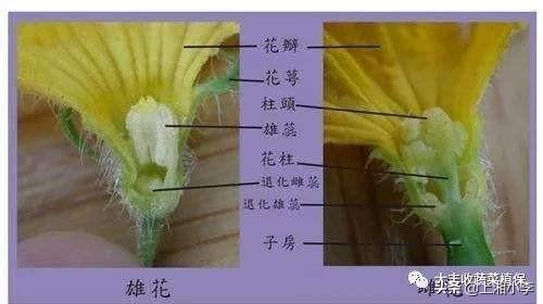 头条问答 怎样分辨作物的雄花和雌花 比如南瓜 丝瓜等 7个回答