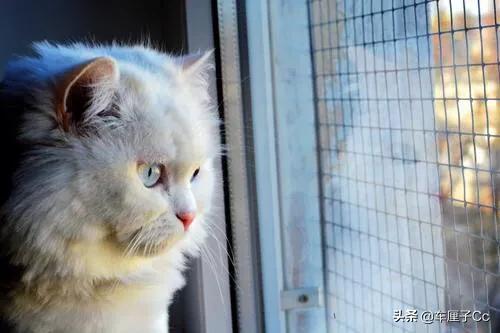 短毛波斯猫一天喂几次:为什么说养波斯猫会很费心？