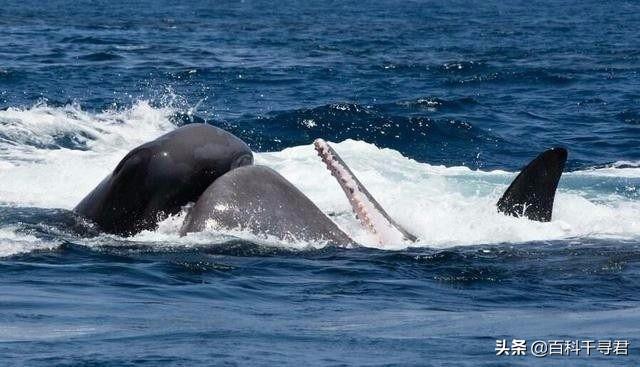 虎鲸能打过座头鲸吗?