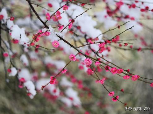 宝剑锋从磨砺出梅花香自苦寒来 出自哪首诗 欧皇娱乐新闻 实用技巧
