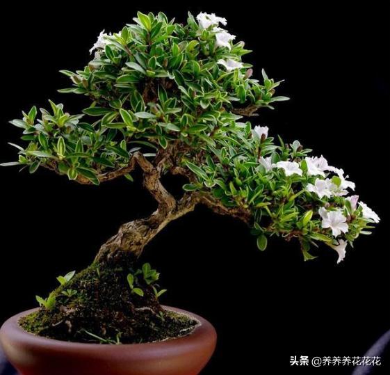 盆景六月雪怎么养护:盆栽六月雪需要注意什么？
