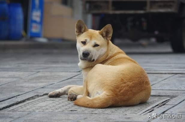 约克夏是梗类犬吗:约克夏梗犬是小型犬吗 约克夏和马尔济斯哪个更粘人？