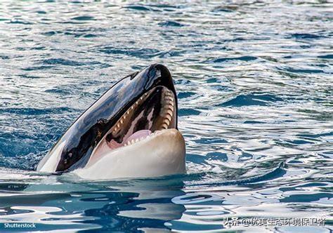 矛齿鲸生物:经常听说鲨鱼伤人，但为什么很少听说鲸鱼伤人？